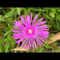 Delosperma Cooperi (fam Aizoacees) (Afrique du sud) (04)